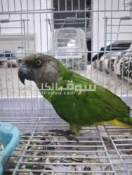 ببغاء للبيع اقرئ الوصف