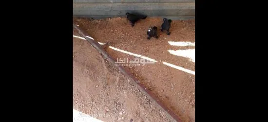 وادي الربيع - 2