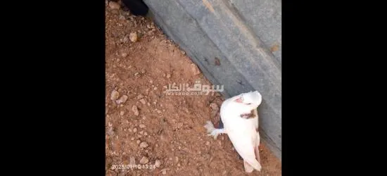 وادي الربيع - 3