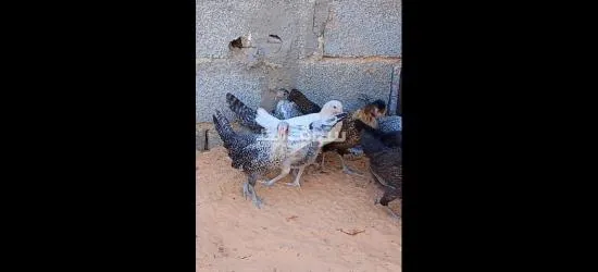 السلام عليكم اعتاتيق للبيع العمر شهرين ونص اقرأ الوصف