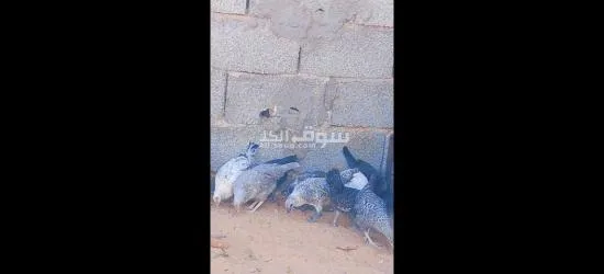 السلام عليكم اعتاتيق للبيع العمر شهرين ونص اقرأ الوصف - 2