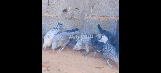 السلام عليكم اعتاتيق للبيع العمر شهرين ونص اقرأ الوصف - 4